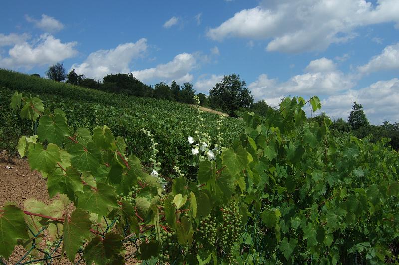 3-7-04 Weinberge an der Mosel bei Dornot.JPG - Nach einigen Kilometern an der Mosel geht es jetzt in die Weinberge ...
